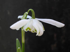 Galanthus nivalis 'flore pleno'